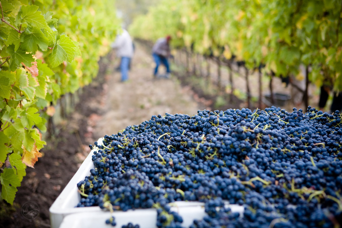         Napa Valley Wine Grapes